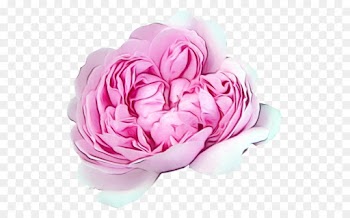 Garden roses