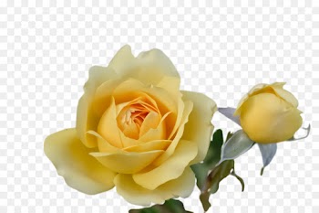 Garden roses