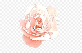 Garden roses