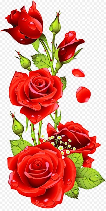 Garden roses