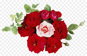 Garden roses