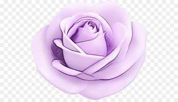 Garden roses
