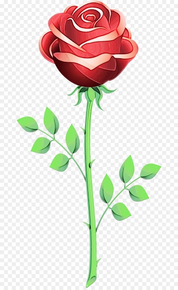 Garden roses