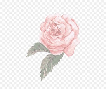 Garden roses