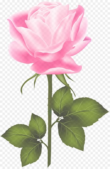 Garden roses