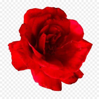 Garden roses