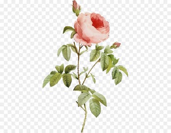 Garden roses