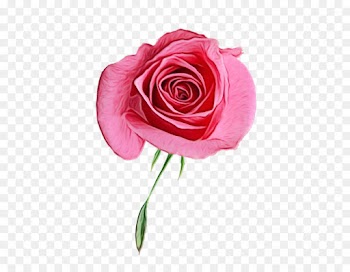 Garden roses