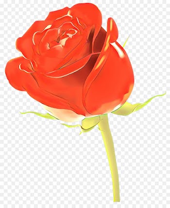 Garden roses