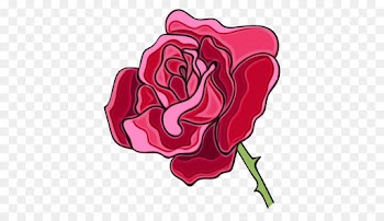 Garden roses