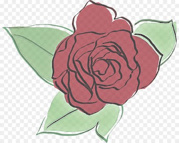 Garden roses