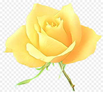 Garden roses