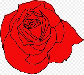 Garden roses