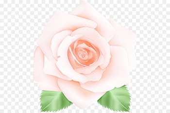 Garden roses