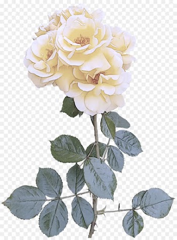 Garden roses