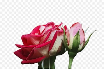 Garden roses