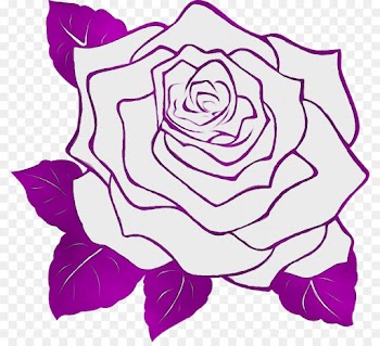 Garden roses