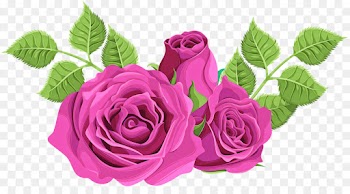 Garden roses