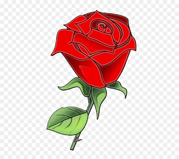 Garden roses