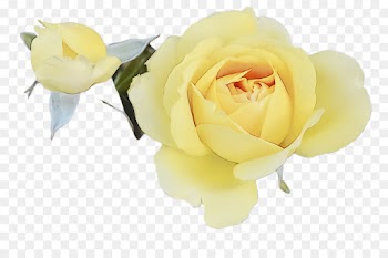Garden roses