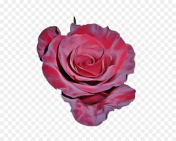 Garden roses