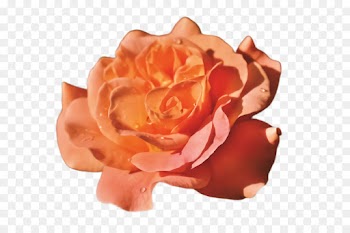 Garden roses