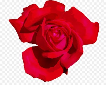 Garden roses