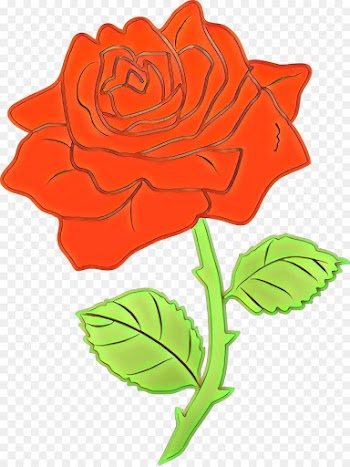 Garden roses