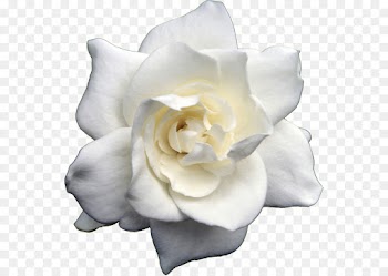 Garden roses