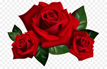 Garden roses