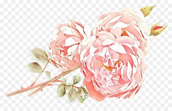 Garden roses