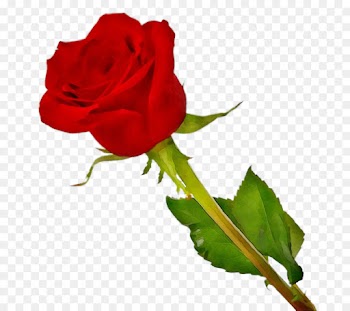 Garden roses