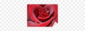 Garden Roses