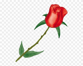 نقرتين لعرض الصورة في صفحة مستقلة - Garden Roses