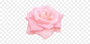 Garden Roses