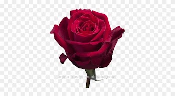 Garden Roses