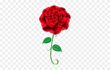 Garden Roses