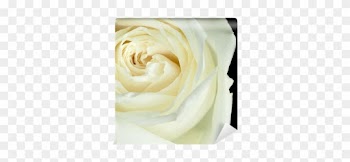 Garden Roses