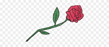 Garden Roses