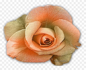 Фотографии В Альбоме «***мои Работы Из Папки», Автор - Garden Roses