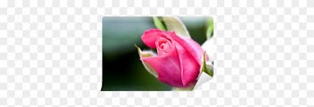 Garden Roses
