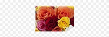 Garden Roses