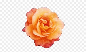 アンネのバラ は平和について語りかけます。 - Garden Roses