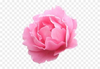 Скачать - Garden Roses