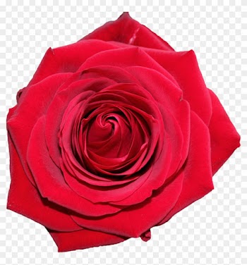Garden Roses