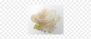 Garden Roses