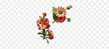 Garden Roses