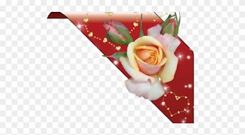 Garden Roses