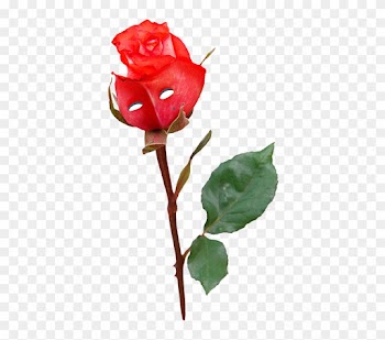 Уютный Цветочный Магазин Молодой Влюбленной Пары Из - Garden Roses