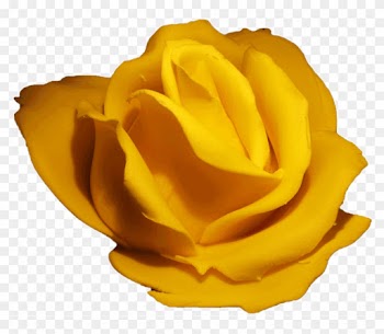 Garden Roses